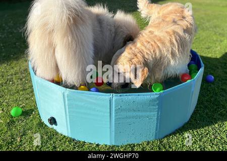 Der labrador et eurasier spielt in einem Pool mit Bällen im Garten Stockfoto