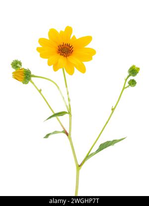 Fröhliche Sonnenblume isoliert auf weißem Hintergrund, Helianthus laetiflorus Stockfoto