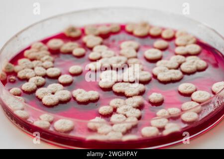 Kolonien von Bakterien und Mikroorganismen auf der Oberfläche von Agar und Wind während der mikrobiologischen Analyse in einem wissenschaftlichen Labor Stockfoto