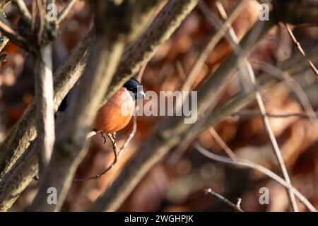 Erwachsener männlicher Eurasischer Bullfink (Pyrrhula pyrrhula), der im Winter in einer Hecke aus Kupferbuche thront. Yorkshire, Großbritannien im Februar Stockfoto