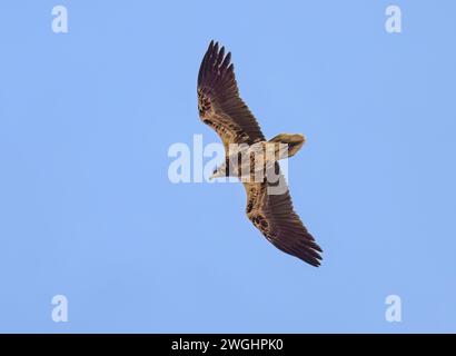 Junge kanarische Unterart des ägyptischen Geiers Neophron percnopterus majorensis, ein junger Ringvogel mit dunklem Gefieder im Flug, Fuerteventura Stockfoto