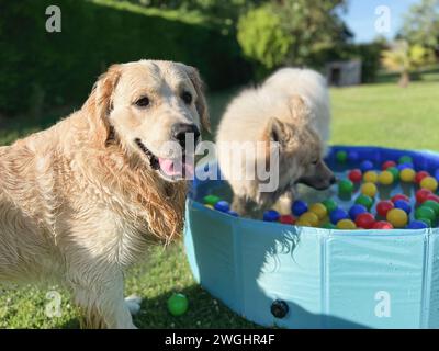 Der labrador et eurasier spielt in einem Pool mit Bällen im Garten Stockfoto