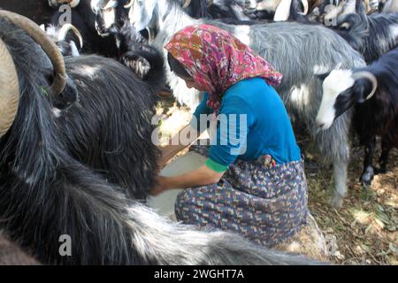 Nomadisches Leben. Anatolische Frau melkt Ziegen. Stockfoto