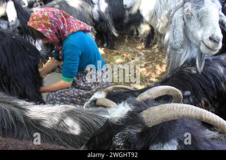 Nomadisches Leben. Anatolische Frau melkt Ziegen. Stockfoto