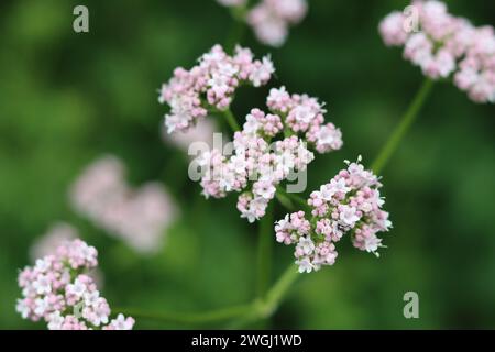 Nahaufnahme von zarten weißen und rosa Baldrianblüten Stockfoto