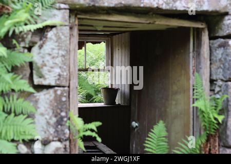 Ein alter Eimer steht im Fenster eines verlassenen Bauernhauses, mit Farnen, die um die Tür wachsen Stockfoto