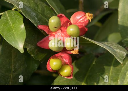 Ochna serrulata oder Kleinblättrige oder Karnevalsvogel Ochna-Vogelaugenstrauch oder Mickey-Maus-Pflanze oder Mickey-Maus-Busch Stockfoto