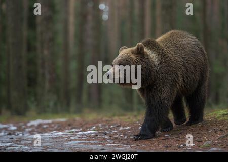 Europäischer Braunbaer / Eurasischer Braunbär Ursus arctos durchstreift einen Wald, laufen dabei spätabends auf eine Freifläche, Europas größtes Landraubtier. Europa Stockfoto