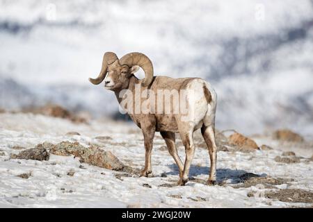 Rocky Mountain Dickhornschaf / Dickhornschaf Ovis canadensis , männlicher Erwachsener, Widder im Schnee, Winter, Yellowstone Nationalpark, USA. Wyoming Nordamerika, Vereinigte Staaten von Amerika Stockfoto