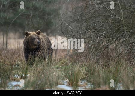 Sichernd... Europäischer Braunbär * Ursus arctos * durchstreift vorsichtig das Gelände Eurasian Brown Bear / Europäischer Braunbaer Ursus arctos läuft im Winter durch offenes, nasses, teils sumpfiges Gelände, hat offensichtlich eine Witterung in der Nase, Europa. Europa Stockfoto