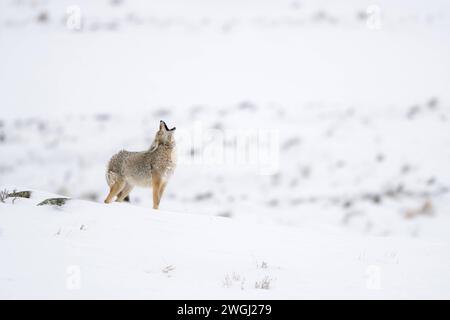 Heulender Coyote / Kojote Canis latrans im Winter, Schnee, Yellowstone Area, Wyoming, USA. *** Heulender Coyote / Kojote Canis latrans im Winter, Schnee, Yellowstone Area, Wyoming, USA. Wyoming Nordamerika, Vereinigte Staaten von Amerika Stockfoto