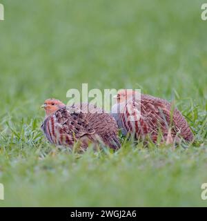 Zu zweit... Rebhühner Perdix perdix Ducken sich in grünes Gras, in einem Feld im jungen Winterweizen, von der Intensivierung der Landwirtschaft stark bedrohte Tierart*** Graue Rebhühner Perdix perdix sitzend auf Ackerland, Jungwinterweat, in typischer Umgebung, Wildtiere, Europa. Nordrhein-Westfalen Deutschland, Westeuropa Stockfoto