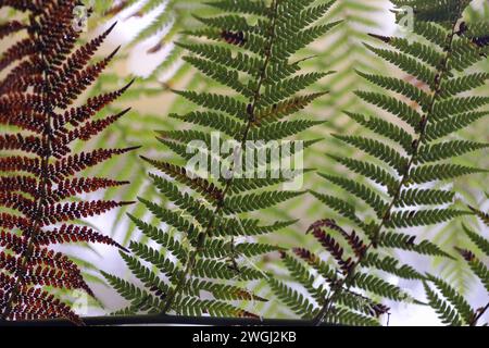 Blätter des Australian Tree Farn (Cyathea cooperi) bilden ein faszinierendes Muster. Stockfoto