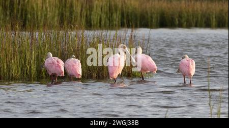 Rosenlöffelschnabel (Platalea ajaja) in einem Salzwiesen bei Sonnenaufgang, Galveston, Texas, USA Stockfoto