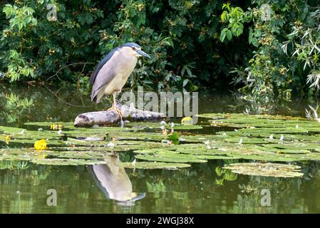 Schwarz gekrönter Nachtreiher, Nycticorax nycticorax männlich, der auf altem Holz im Wasser sitzt. Mit Lilienblättern auf der Oberfläche. See Dubnica, Slowakei Stockfoto