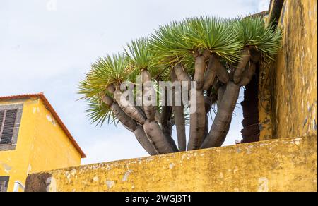 Drachenbaum neben einer gelben Mauerbefestigung. Dracaena Marginata. Stockfoto