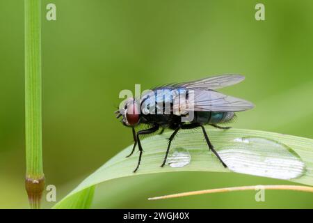 Blaue Flaschenfliege, Calliphora vomitoria, die nach Regen regungslos auf einem Grasblatt sitzt. Mit zwei Wassertropfen, Nahaufnahme. Trencin, Slovakiainsect, Fly, blu Stockfoto