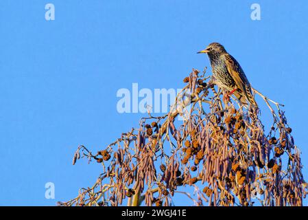 Stare Stockfoto