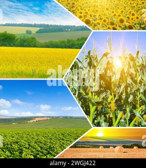 Landwirtschaftliche Felder und blauer Himmel. Fotocollage. Stockfoto