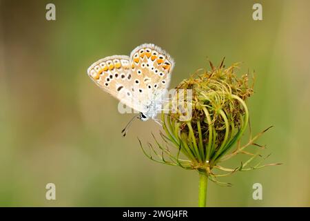 Gewöhnlicher blauer Schmetterling Polyommatus icarus Weibchen sitzt auf einer Wiesenblume. Seitenansicht, Profil, Porträt, Nahaufnahme. Isoliertes Vrsatec, Slowakei Stockfoto