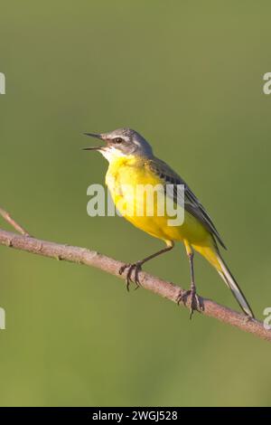 Kleiner Vogel Gelber Wagtail sitzt auf Baum männlich Motacilla flava Stockfoto