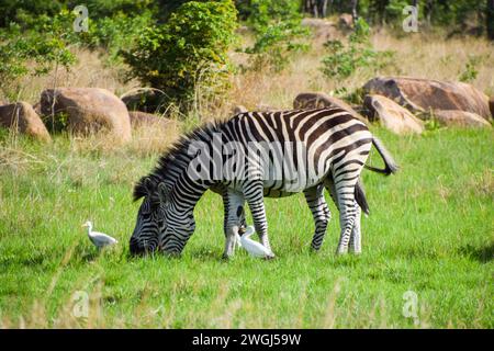 Ein Paar Zebras in einem Naturschutzgebiet in Simbabwe, 2018. Quelle: Vuk Valcic/Alamy Stockfoto