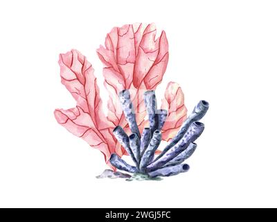 Zwei Korallen. Pinkfarbene und blaue Polypen. Korallenset. Handgezeichnetes Aquarellbündel mit tropischen Unterwassertieren. Polypen. Bunte Illustration für Clipart Stockfoto