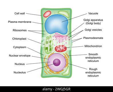 Pflanzenzellenstruktur, Querschnitt, mit Legende. Schematische Darstellung der Bestandteile von Pflanzenzellen, photosynthetische Eukaryoten, mit technischen Begriffen. Stockfoto