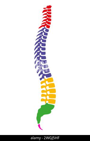 Die fünf Regionen der menschlichen Wirbelsäule, auch als Wirbelsäule oder Wirbelsäule bekannt. Kernteil des axialen Skeletts mit vier Kurven. Stockfoto