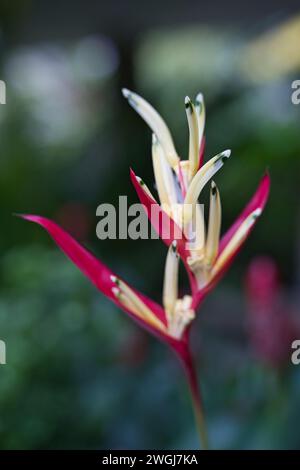 Nahaufnahme von Heliconia psittacorum, Heliconia psittacorum, im exotischen Blumengarten Mahe, Seychellen Stockfoto