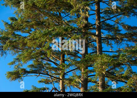 Sitka Fichte (Picea Sitchensis) Wald, Bayocean Halbinsel, Oregon Stockfoto