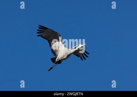 Ein erwachsener Sandhügelkran schwebt nach oben, die Flügel werden ausgebreitet und öffnen sich, im Flug gegen den blauen Himmel, symbolisches Konzept wilder Freude und Freiheit Stockfoto