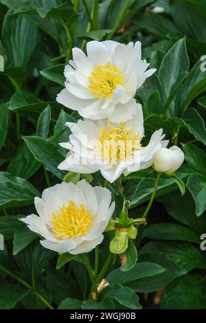 Paeonia lactiflora Jan van Leeuwen, Pfingstrose Jan van Leeuwen, weiße Einzelblüten, zentrale Masse gelber Staubblätter Stockfoto