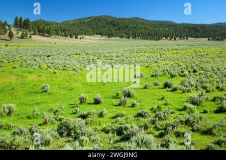 Wald Wiese, Fremont National Forest, Oregon Stockfoto