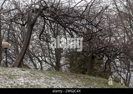 KIEW, UKRAINE - 05. FEBRUAR 2024 - Bäume werden bei Schneefall gesehen, Kiew, Hauptstadt der Ukraine. Stockfoto