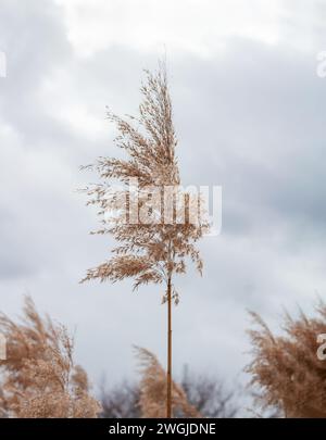 Pampas Gras am bewölkten Himmel. Natürliche Feldlandschaft mit trockenem Schilf. Stockfoto