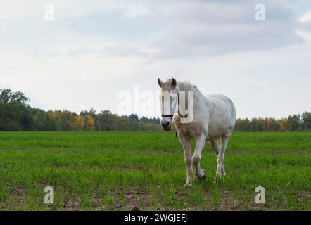 Weißes Pferd weidet auf einer grünen Wiese vor bewölktem Himmel. Stockfoto