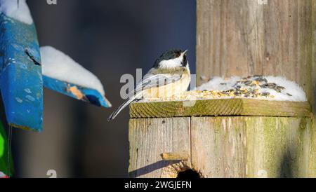 Schwarzkappen-Chickadee auf einem Nistkasten, der mit Schnee und Sonnenblumenkernen bedeckt ist Stockfoto