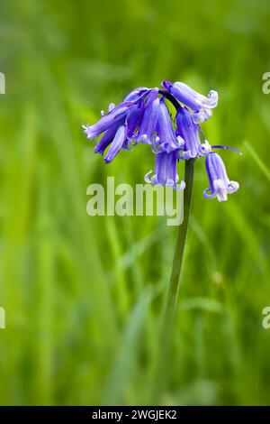 Single Bluebell im Gras Stockfoto