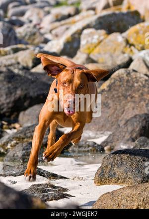 Junger ungarischer Vizsla-Hund, der am Strand auf der schottischen Insel Mull läuft Stockfoto