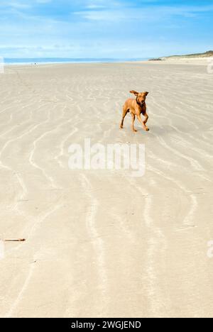 Ungarischer Vizsla-Hund läuft am Strand in Pembrey, Wales mit Copyspace Stockfoto