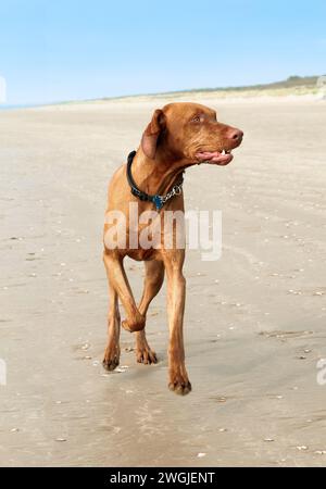 Ungarischer Vizsla-Hund läuft am Strand in Pembrey, Wales., Großbritannien mit 3 Fuß/Pfoten über dem Boden und umsieht sich Stockfoto