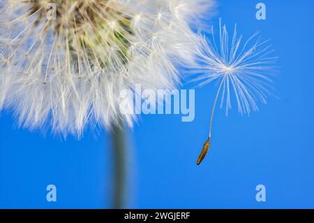 Einzelner Löwenzahnsamen, der den Blumenkopf verlässt, zeigt das Konzept, sich von der Menge abzuheben oder an einem Faden zu hängen Stockfoto