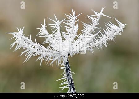 Schließen Sie winterliche Szene der stacheligen Raureif auf einer gefrorenen Stängelpflanzen Pflanze zeigt Eiskristalle genommen in Bristol, Großbritannien Stockfoto