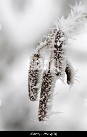 Nahaufnahme der winterlichen Szene mit stacheligem Raureif auf einer gefrorenen Katzenpflanze mit Eiskristallen aus Bristol, Großbritannien Stockfoto