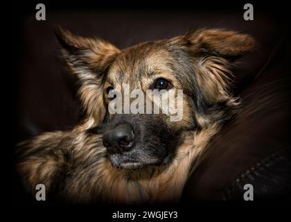 Deutscher Schäferhund, der auf dem Sofa liegt. Halblanghaariger Deutscher Schäferhund Porträt-Bild. Stockfoto