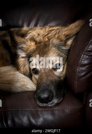 Deutscher Schäferhund, der auf dem Sofa liegt. Halblanghaariger Deutscher Schäferhund Porträt-Bild. Stockfoto