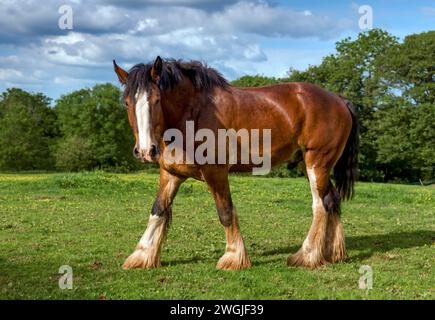 Shire Horse in Feld Stockfoto