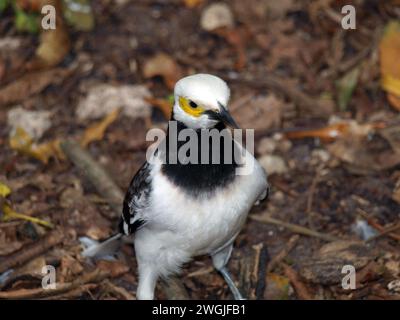 Der Schwarze-Kragen-Starling (Gracupica nigricollis). Stockfoto