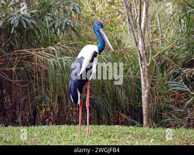 Schwarzhalsstorch (Ephippiorhynchus asiaticus) Stockfoto